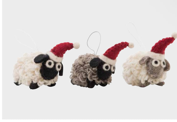 Pashom Woolly sheep