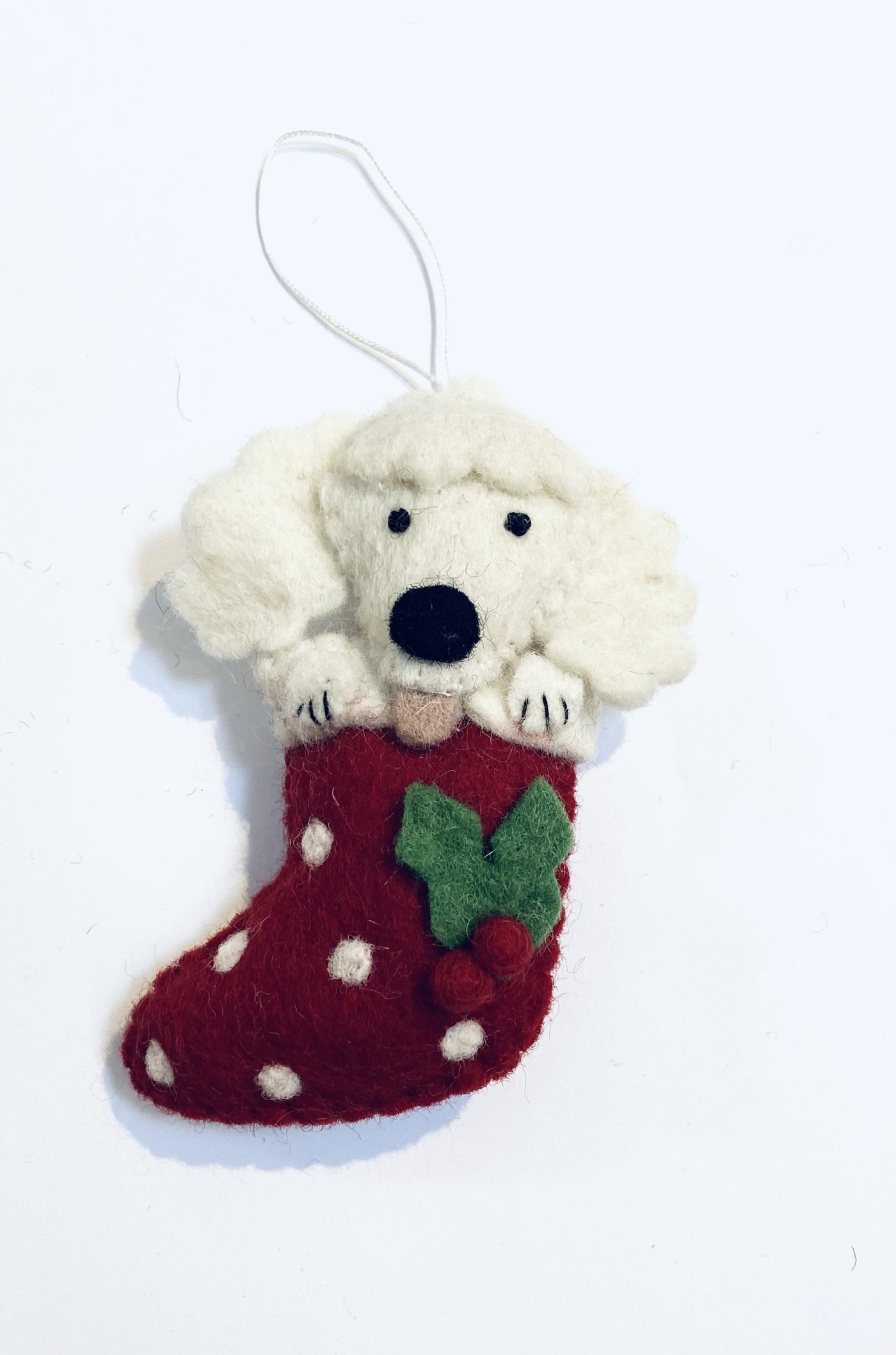 Poodle in Stocking